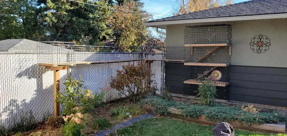 Wall-mounted catio with shelves on the side of a house, joined to a run along the fence